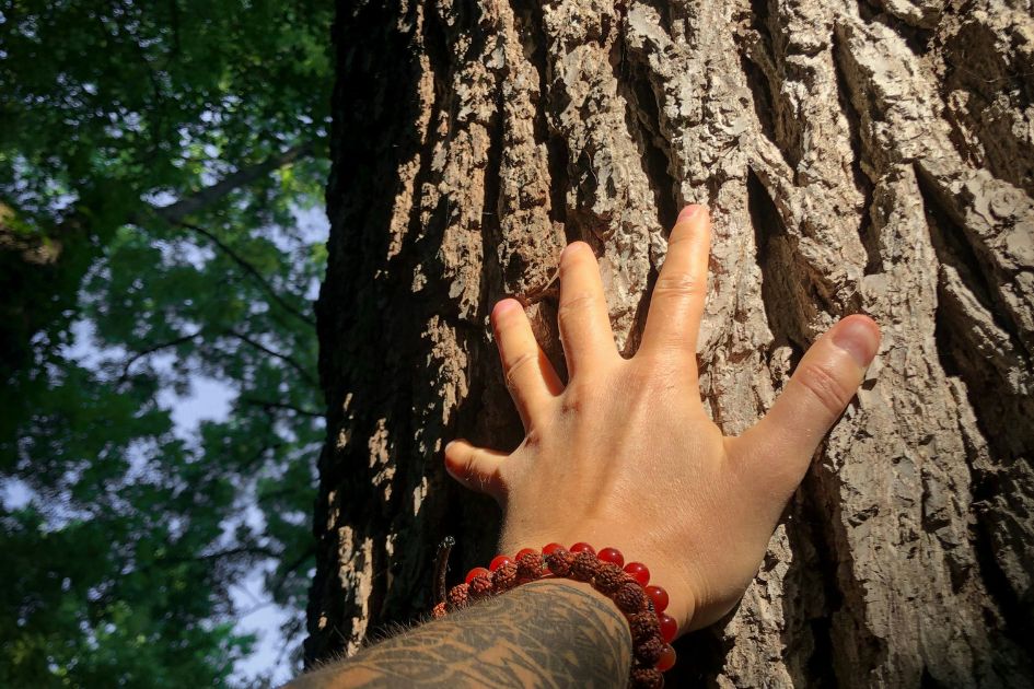 A hand touching a tree to demonstrate the health benefits of grounding