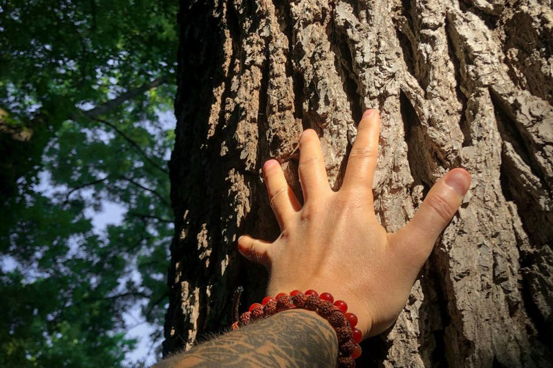 A hand touching a tree to demonstrate the health benefits of grounding